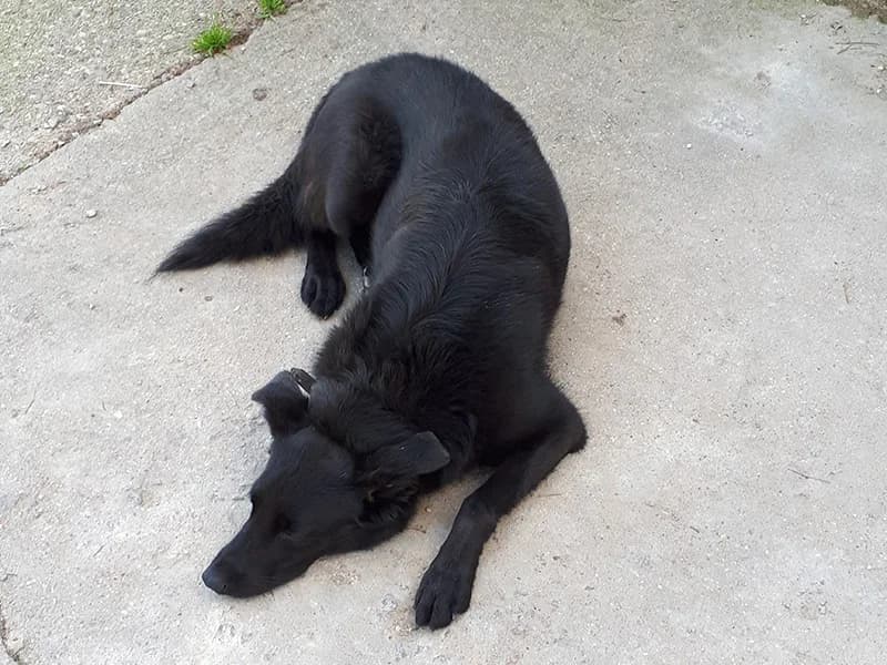 Džekas,  mixed breed for adoption at Gyvūnų prieglauda „Padėk man\