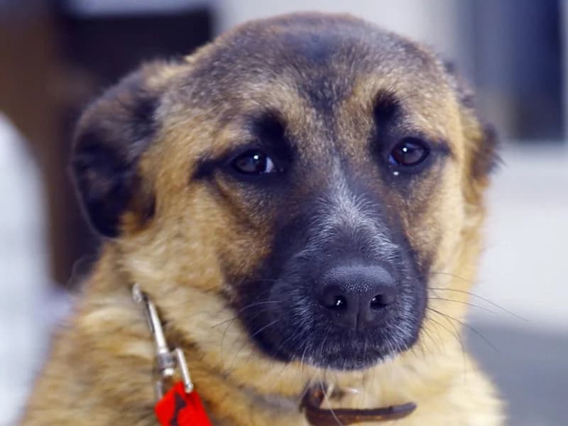 Džulka, female mixed breed for adoption at Gyvūnų prieglauda „Padėk man\