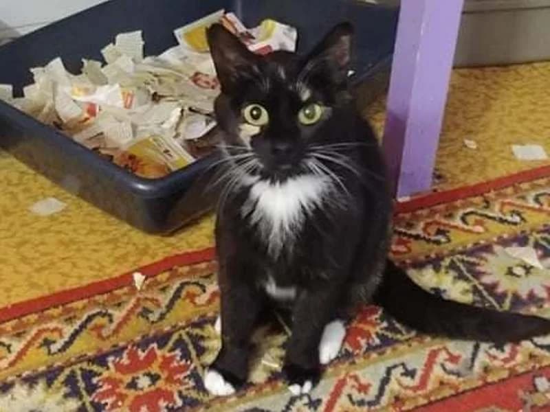 Frosia, female mixed breed for adoption at Gyvūnų prieglauda „Padėk man\