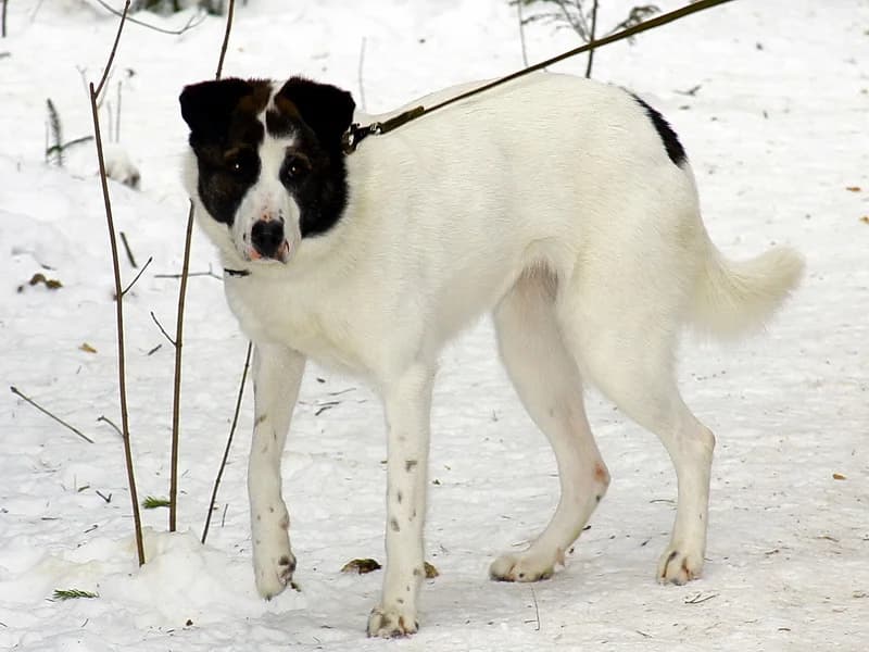 Gerda, female mixed breed for adoption at Gyvūnų prieglauda „Padėk man\