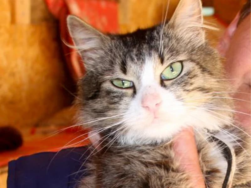 Ijulčik, male mixed breed for adoption at Gyvūnų prieglauda „Padėk man\