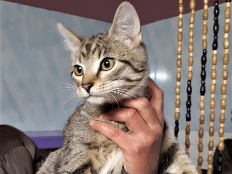 Lytis:,  mixed breed for adoption at Gyvūnų prieglauda „Padėk man\