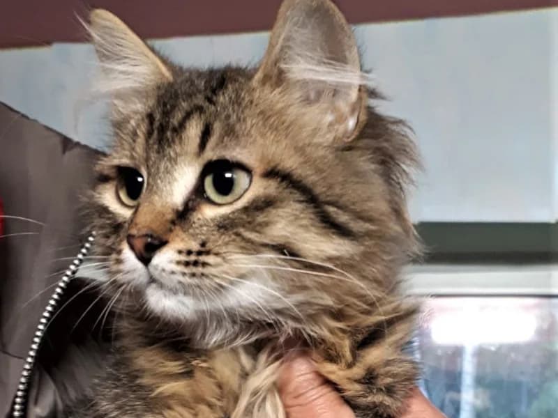 Lytis:,  mixed breed for adoption at Gyvūnų prieglauda „Padėk man\