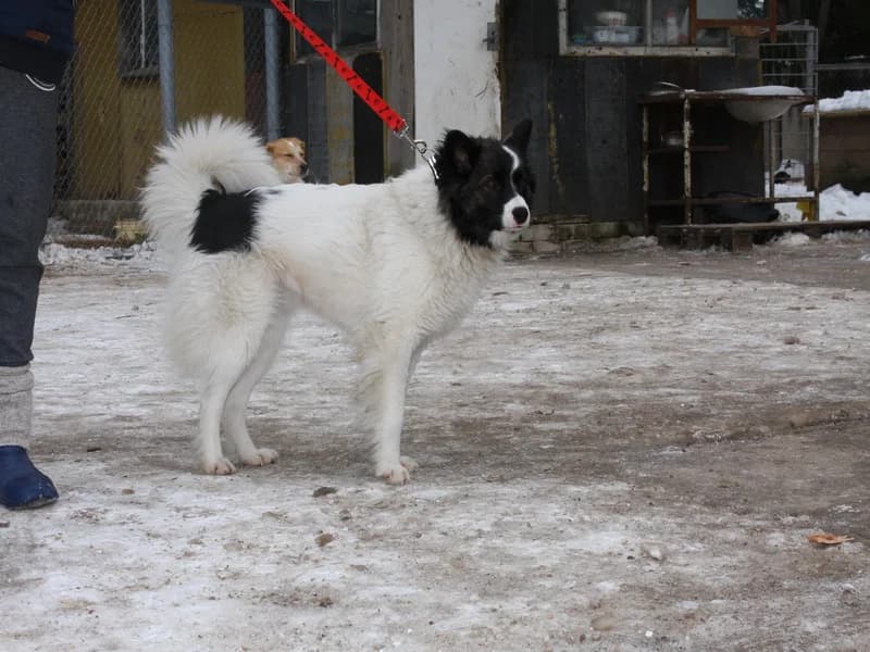 Lada, female senior mixed breed for adoption at Gyvūnų prieglauda „Padėk man\, Karlos