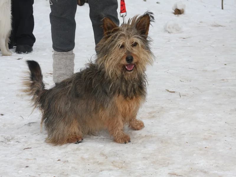Maksas, male senior mixed breed for adoption at Gyvūnų prieglauda „Padėk man\, Karlos