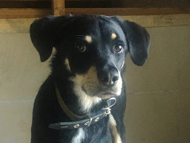 Maksas,  mixed breed for adoption at Gyvūnų prieglauda „Padėk man\