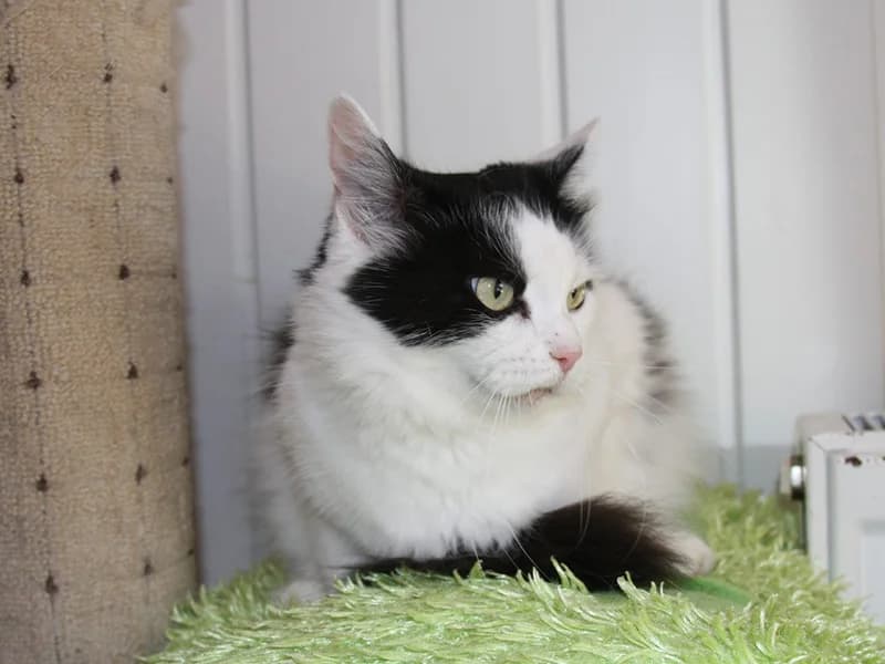 Mania, female mixed breed for adoption at Gyvūnų prieglauda „Padėk man\