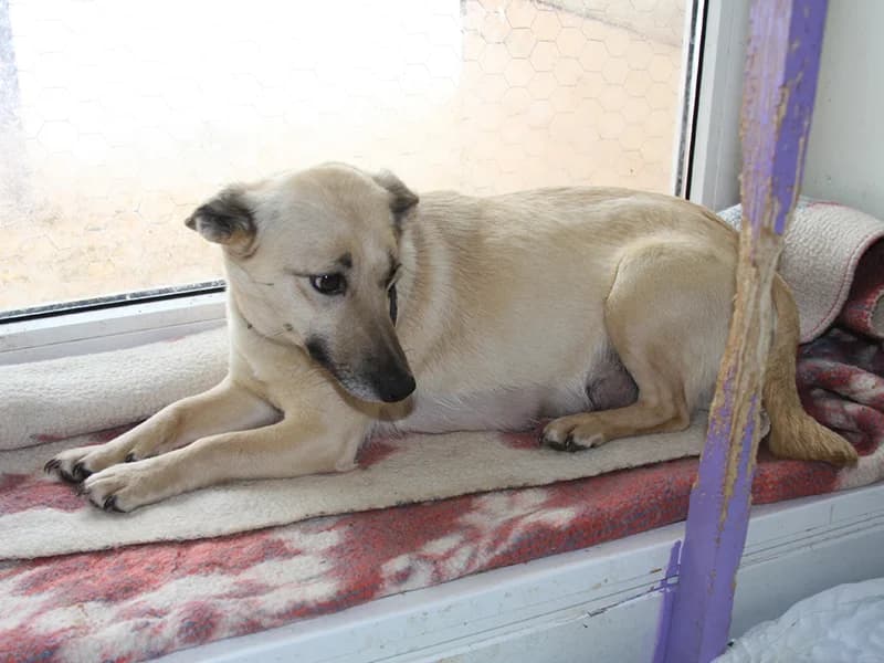 Musia, female senior mixed breed for adoption at Gyvūnų prieglauda „Padėk man\, Karlos