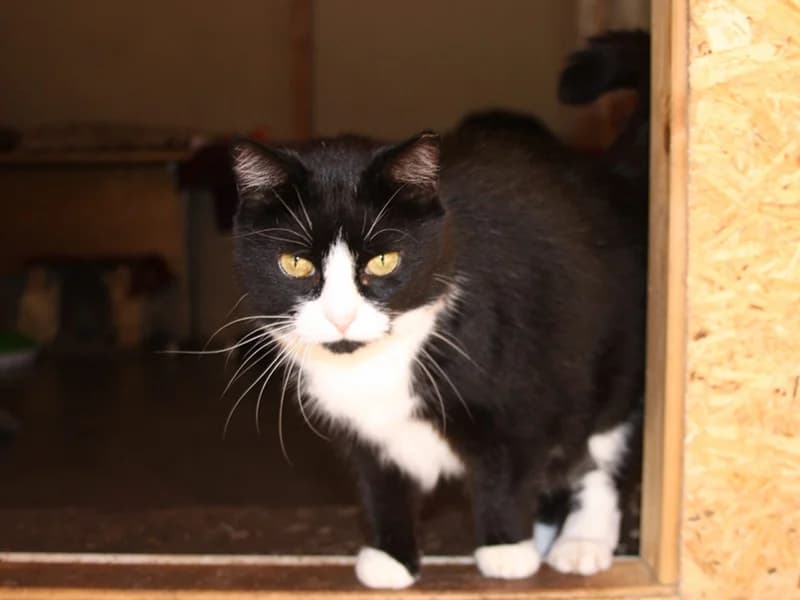 Lytis,  mixed breed for adoption at Gyvūnų prieglauda „Padėk man\, Karlos