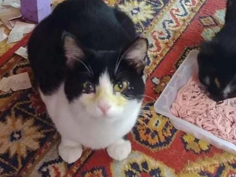 Nika, female mixed breed for adoption at Gyvūnų prieglauda „Padėk man\