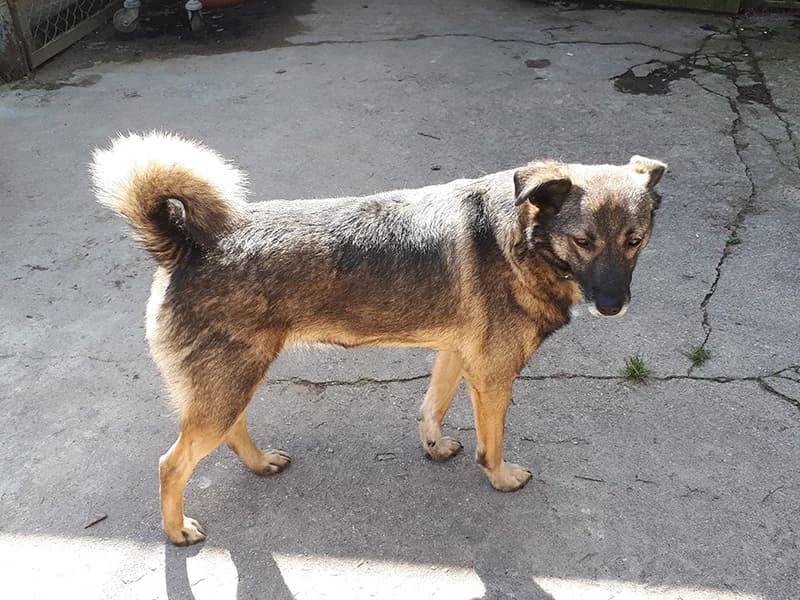 Šerri, female senior mixed breed for adoption at Gyvūnų prieglauda „Padėk man\, Karlos