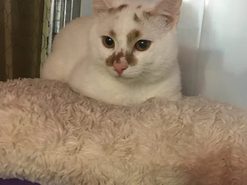 Lytis,  mixed breed for adoption at Gyvūnų prieglauda „Padėk man\, Karlos