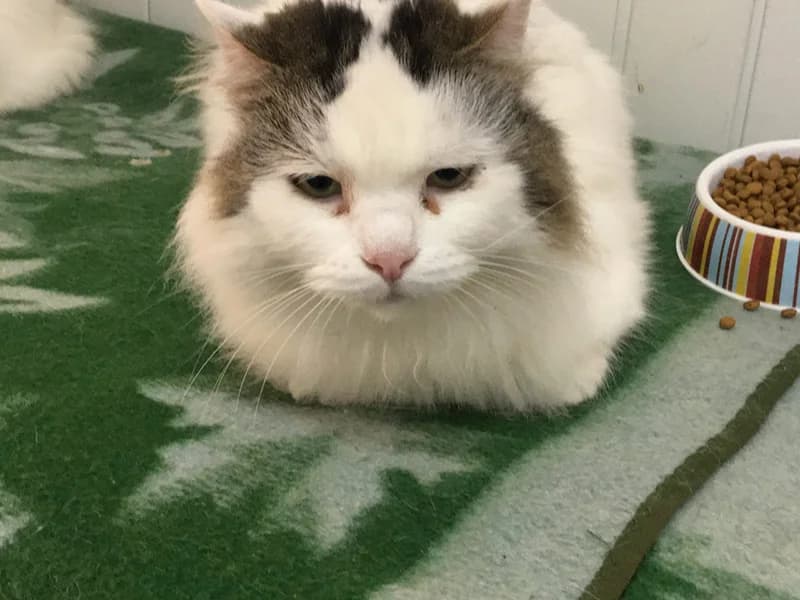 Vasilisa, female mixed breed for adoption at Gyvūnų prieglauda „Padėk man\