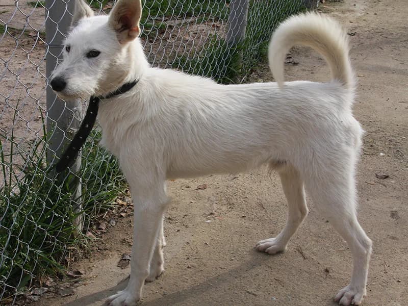 Zefyras,  senior mixed breed for adoption at Gyvūnų prieglauda „Padėk man\, Karlos