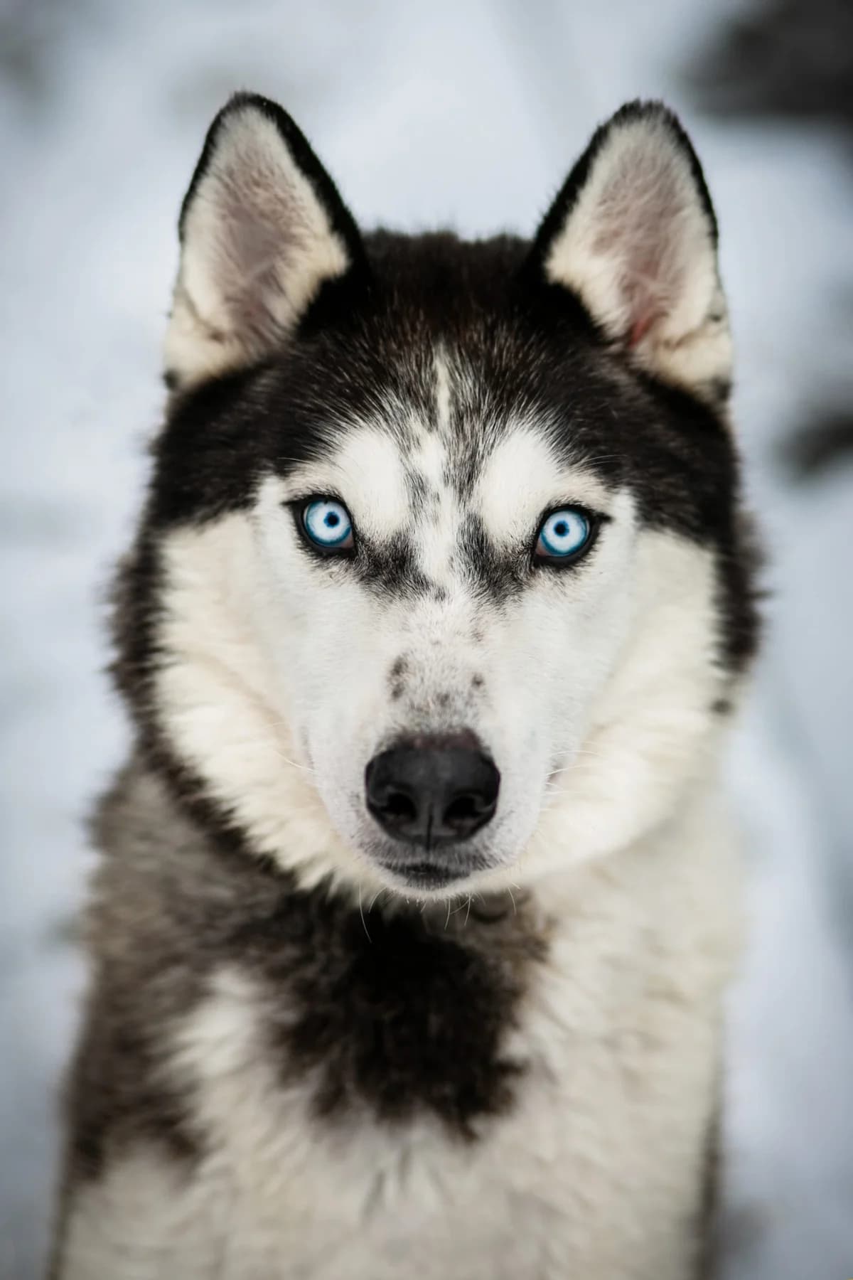 JONELIS,  Mixed Breed for adoption at Penkta Koja
