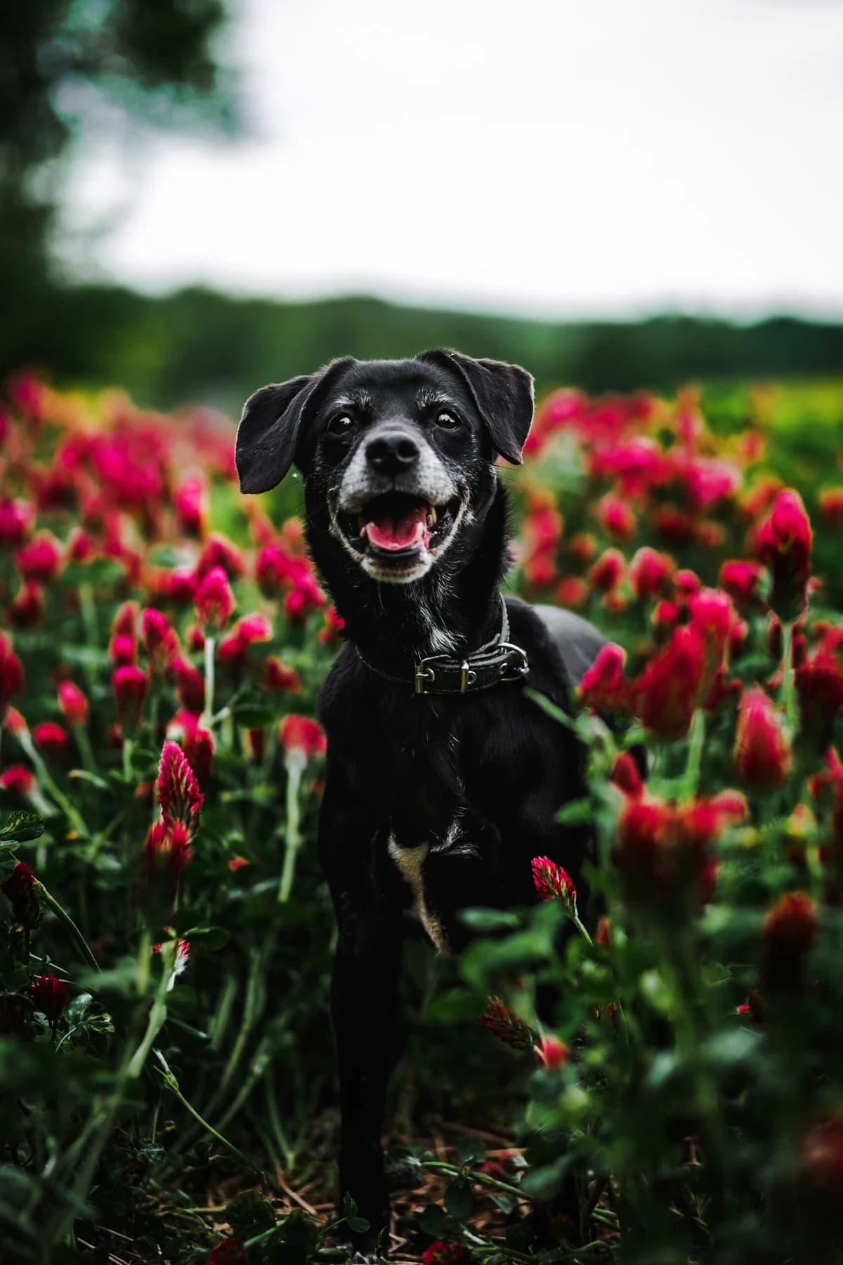 AZIJA,  Mixed Breed for adoption at Penkta Koja
