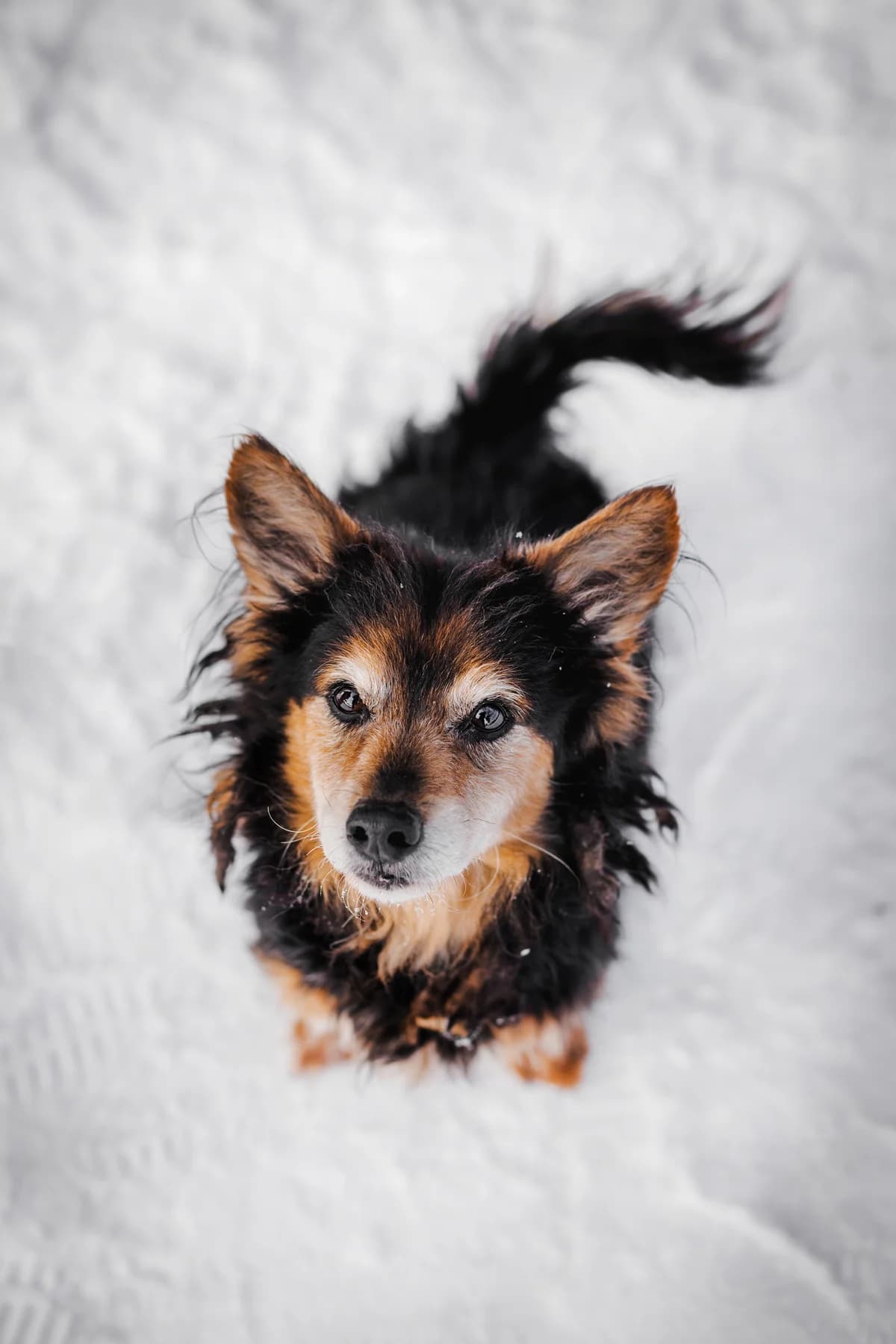 AMSIS,  senior Mixed Breed for adoption at Penkta Koja, Linksmakalnis