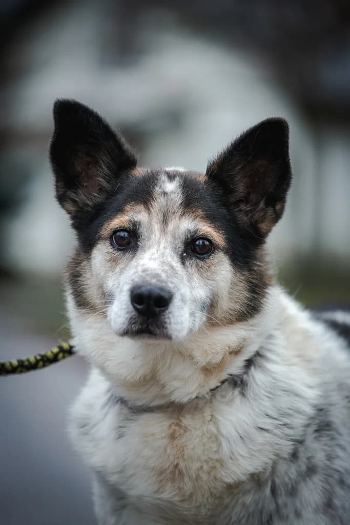MONTIS,  senior Mixed Breed for adoption at Penkta Koja, Linksmakalnis