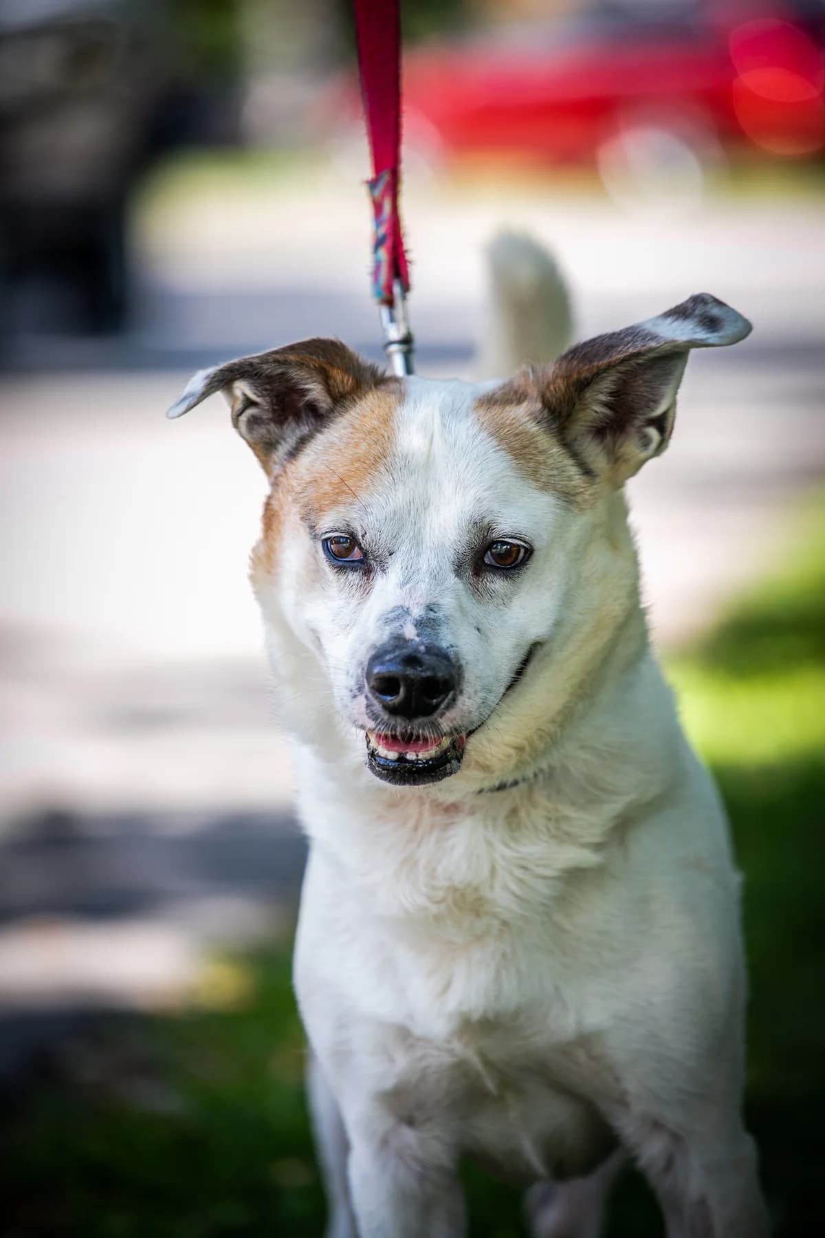ŽVIRBLIS,  senior Mixed Breed for adoption at Penkta Koja, Linksmakalnis