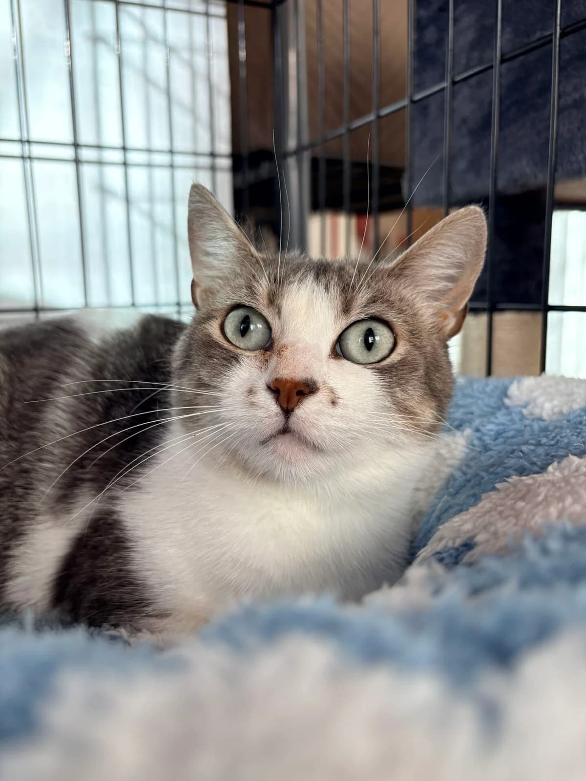 Anfisa, female Mixed Breed for adoption at Kačių prieglauda Rožinė Pėdutė, Kaunas