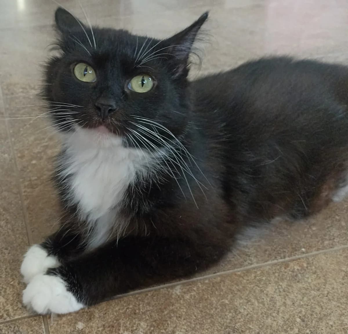 Aura, Mixed Breed (Kačių prieglauda Rožinė Pėdutė)