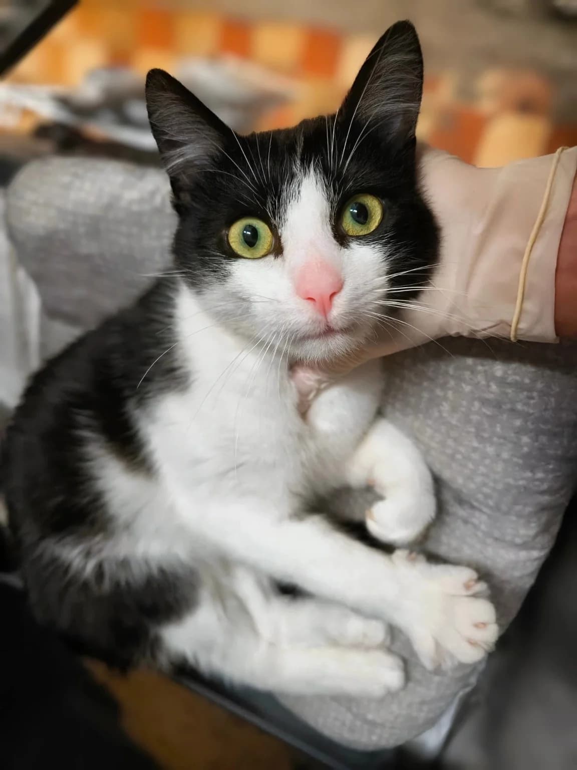 Beigelis, male Mixed Breed for adoption at Kačių prieglauda Rožinė Pėdutė, Kaunas