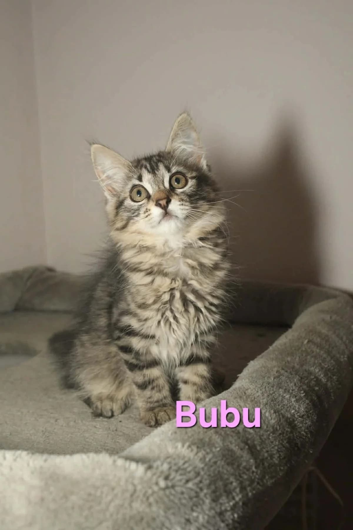 Bubu, female Mixed Breed for adoption at Kačių prieglauda Rožinė Pėdutė, Kaunas