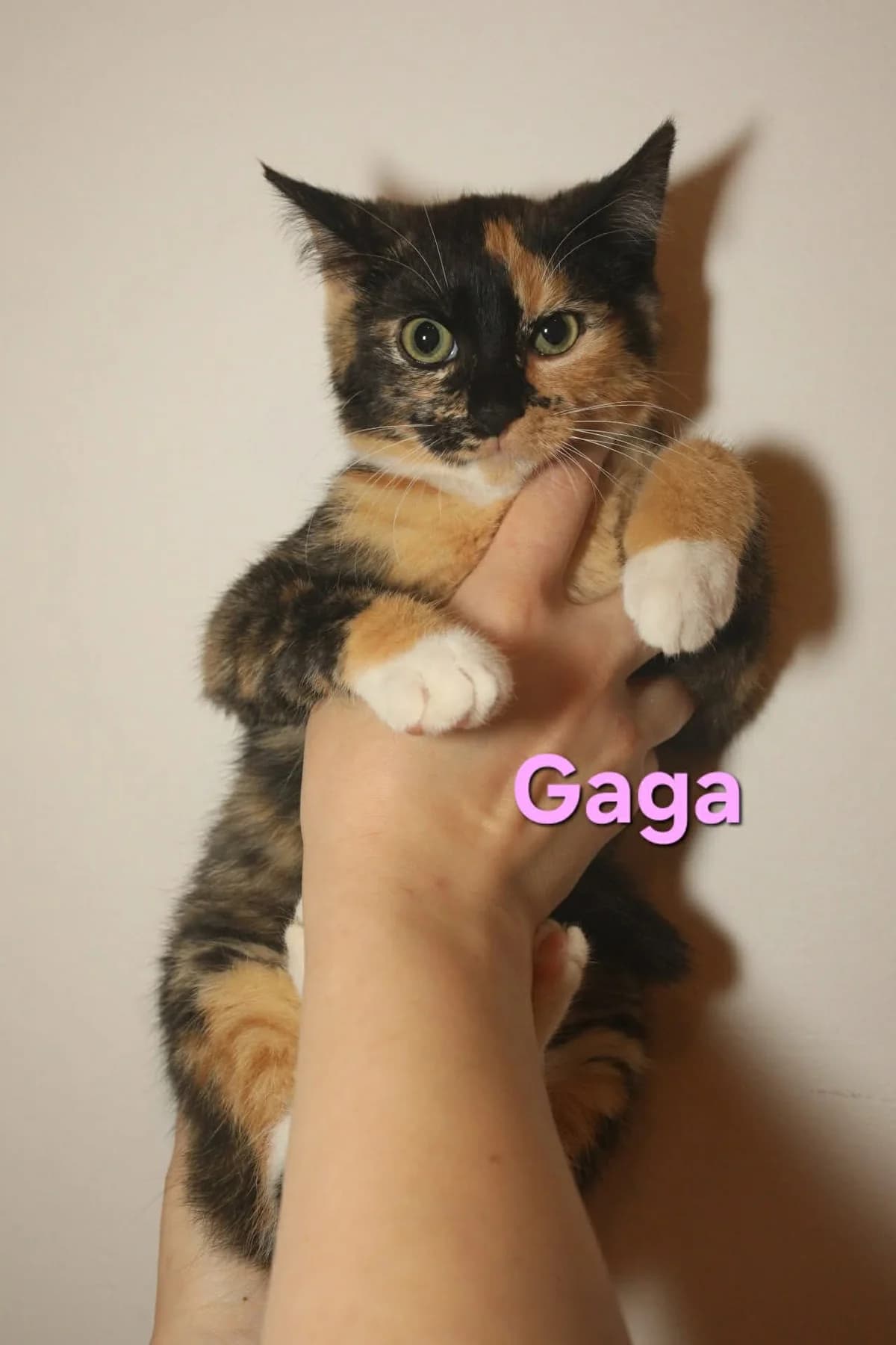 Gaga, female Mixed Breed for adoption at Kačių prieglauda Rožinė Pėdutė, Kaunas