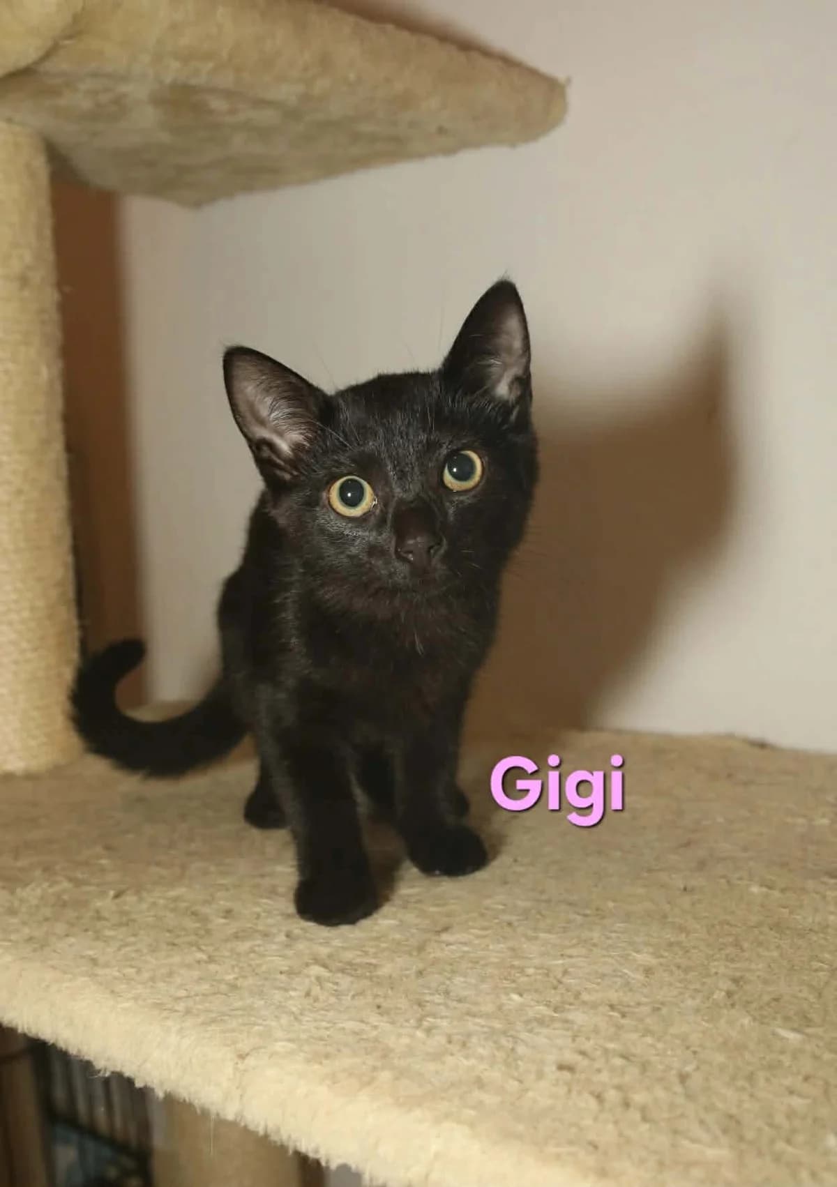 Gigi, female Mixed Breed for adoption at Kačių prieglauda Rožinė Pėdutė, Kaunas