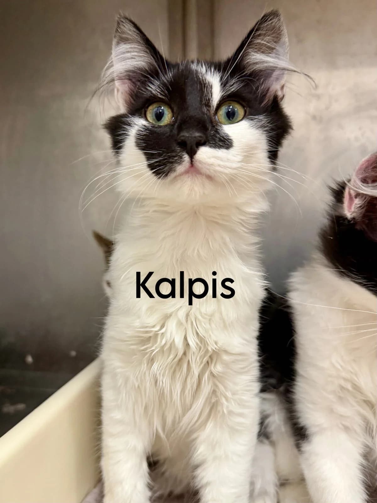Kalpis, male Mixed Breed for adoption at Kačių prieglauda Rožinė Pėdutė, Kaunas