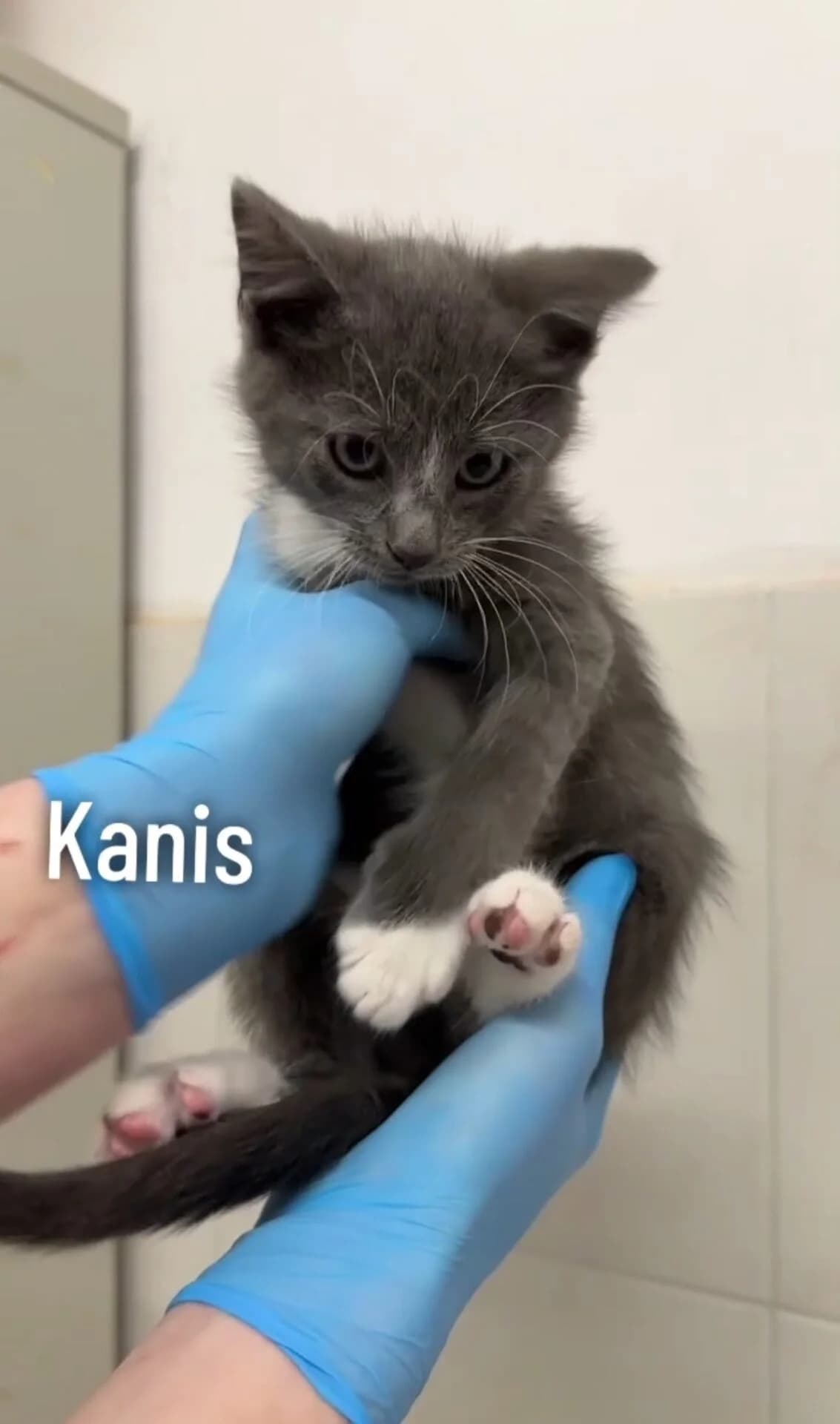 Kanis, male Mixed Breed for adoption at Kačių prieglauda Rožinė Pėdutė, Kaunas