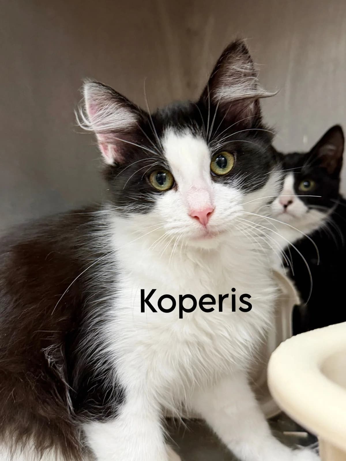 Koperis, male Mixed Breed for adoption at Kačių prieglauda Rožinė Pėdutė, Kaunas