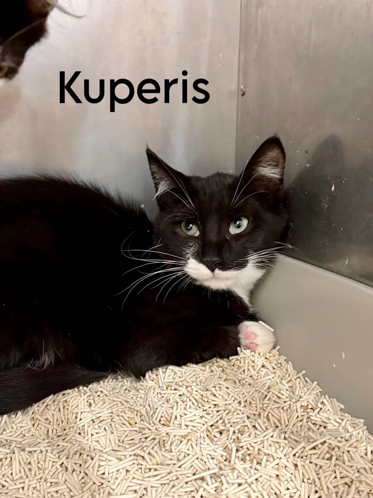 Kuperis, male Mixed Breed for adoption at Kačių prieglauda Rožinė Pėdutė, Kaunas