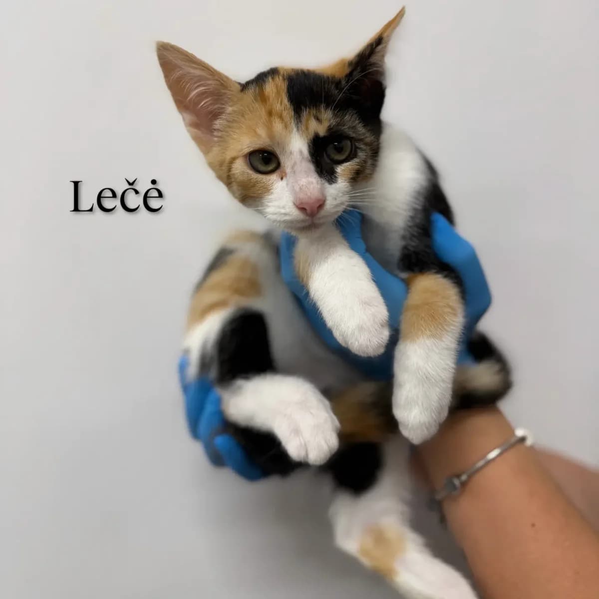 Lečė, Mixed Breed (Kačių prieglauda Rožinė Pėdutė)