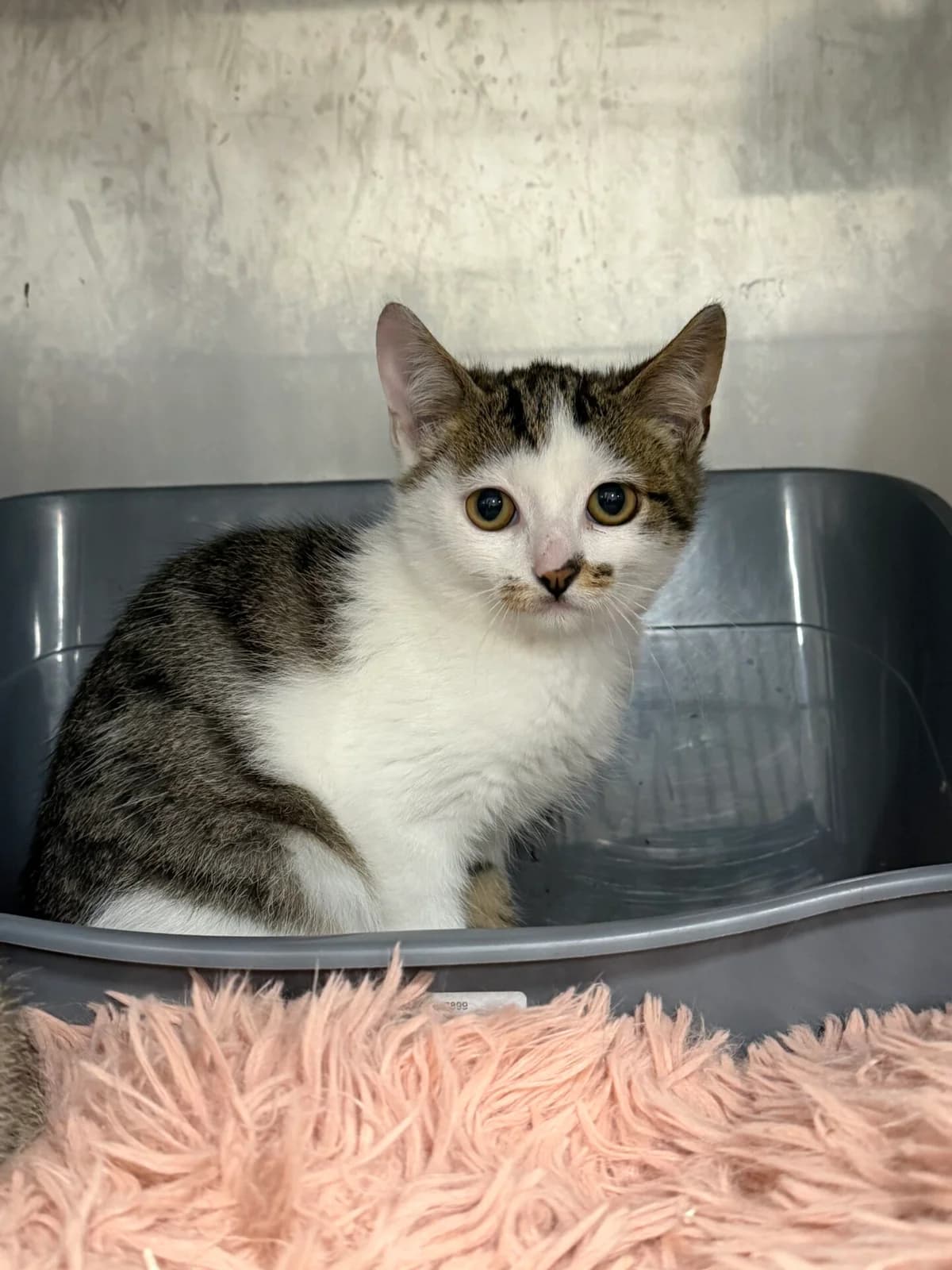 Lokis, male Mixed Breed for adoption at Kačių prieglauda Rožinė Pėdutė, Kaunas