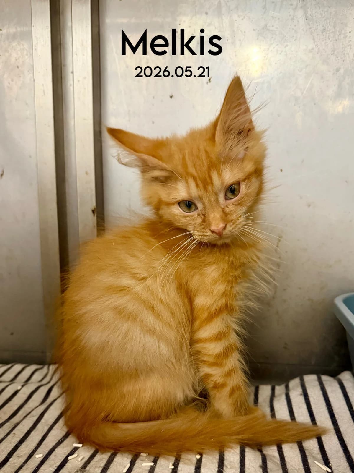 Melkis, male Mixed Breed for adoption at Kačių prieglauda Rožinė Pėdutė, Kaunas