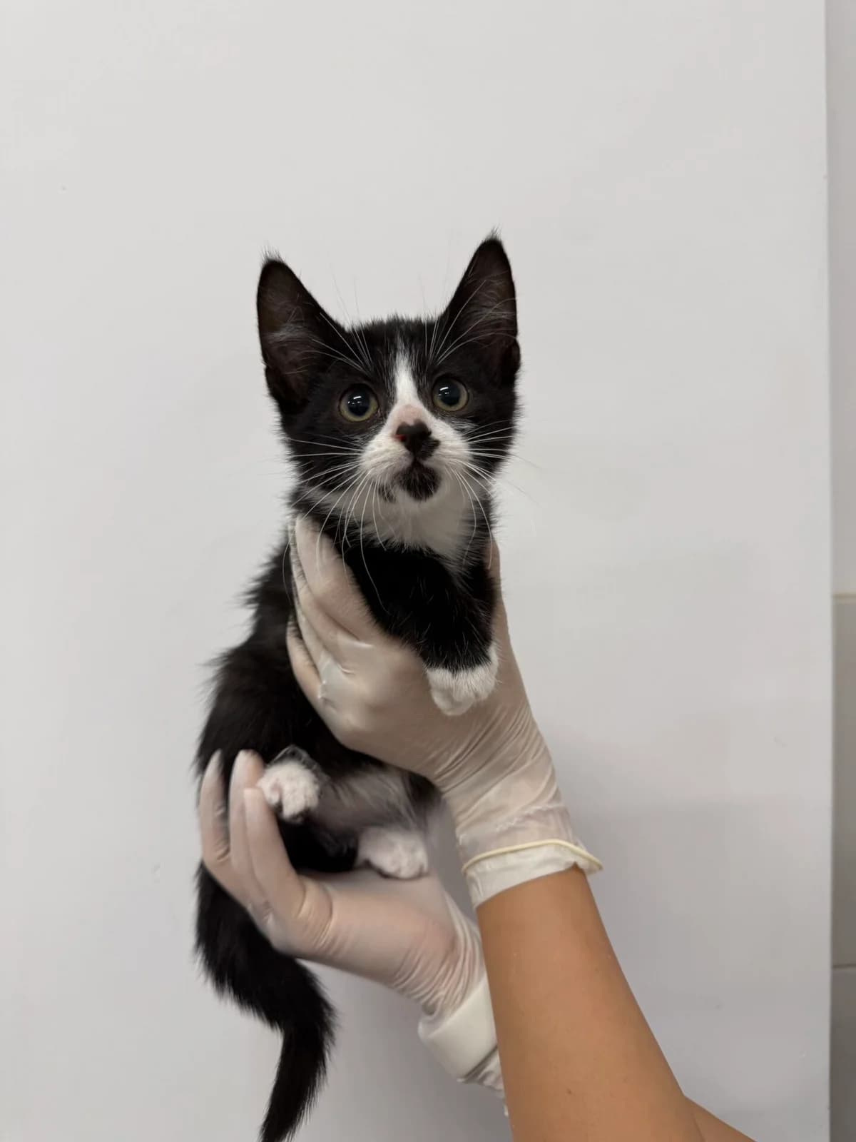 Mentas, male Mixed Breed for adoption at Kačių prieglauda Rožinė Pėdutė, Kaunas
