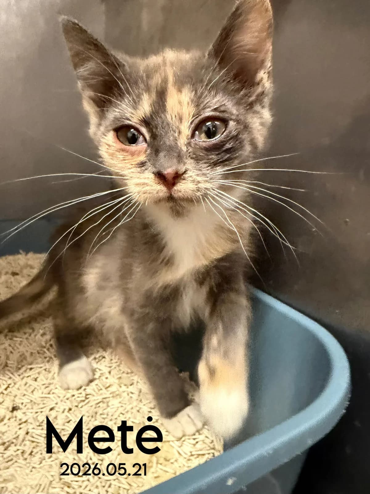 Metė, female Mixed Breed for adoption at Kačių prieglauda Rožinė Pėdutė, Kaunas