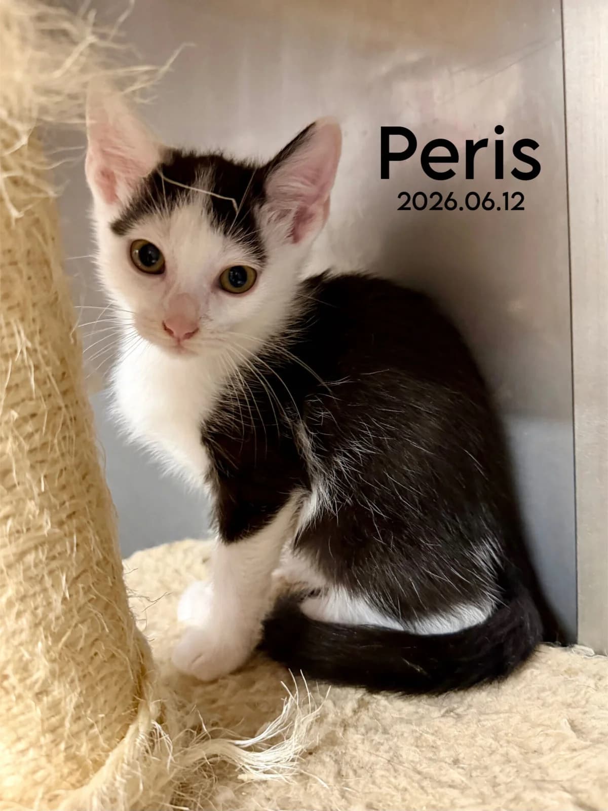 Peris, male Mixed Breed for adoption at Kačių prieglauda Rožinė Pėdutė, Kaunas