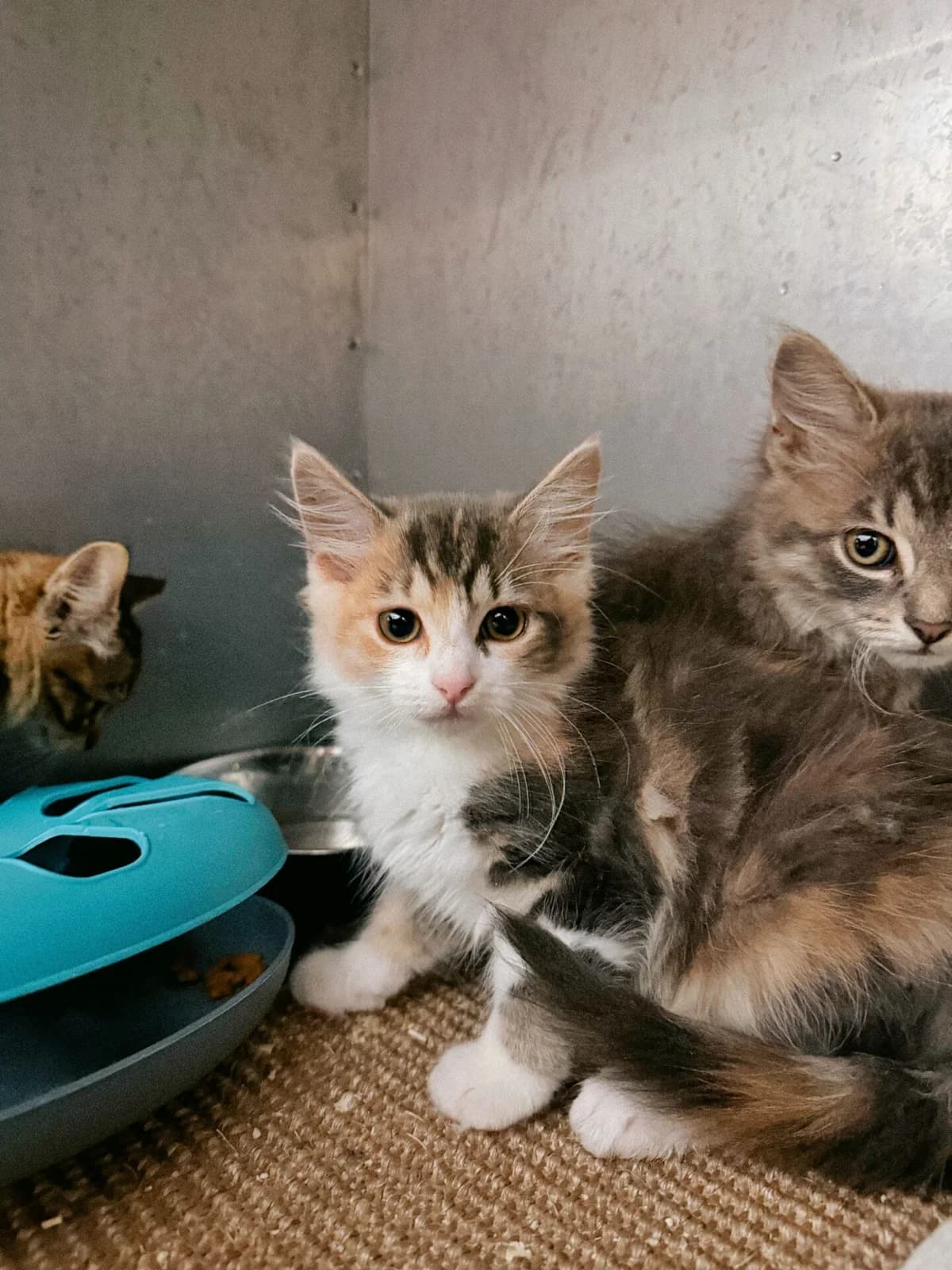Pistacija, female Mixed Breed for adoption at Kačių prieglauda Rožinė Pėdutė, Kaunas
