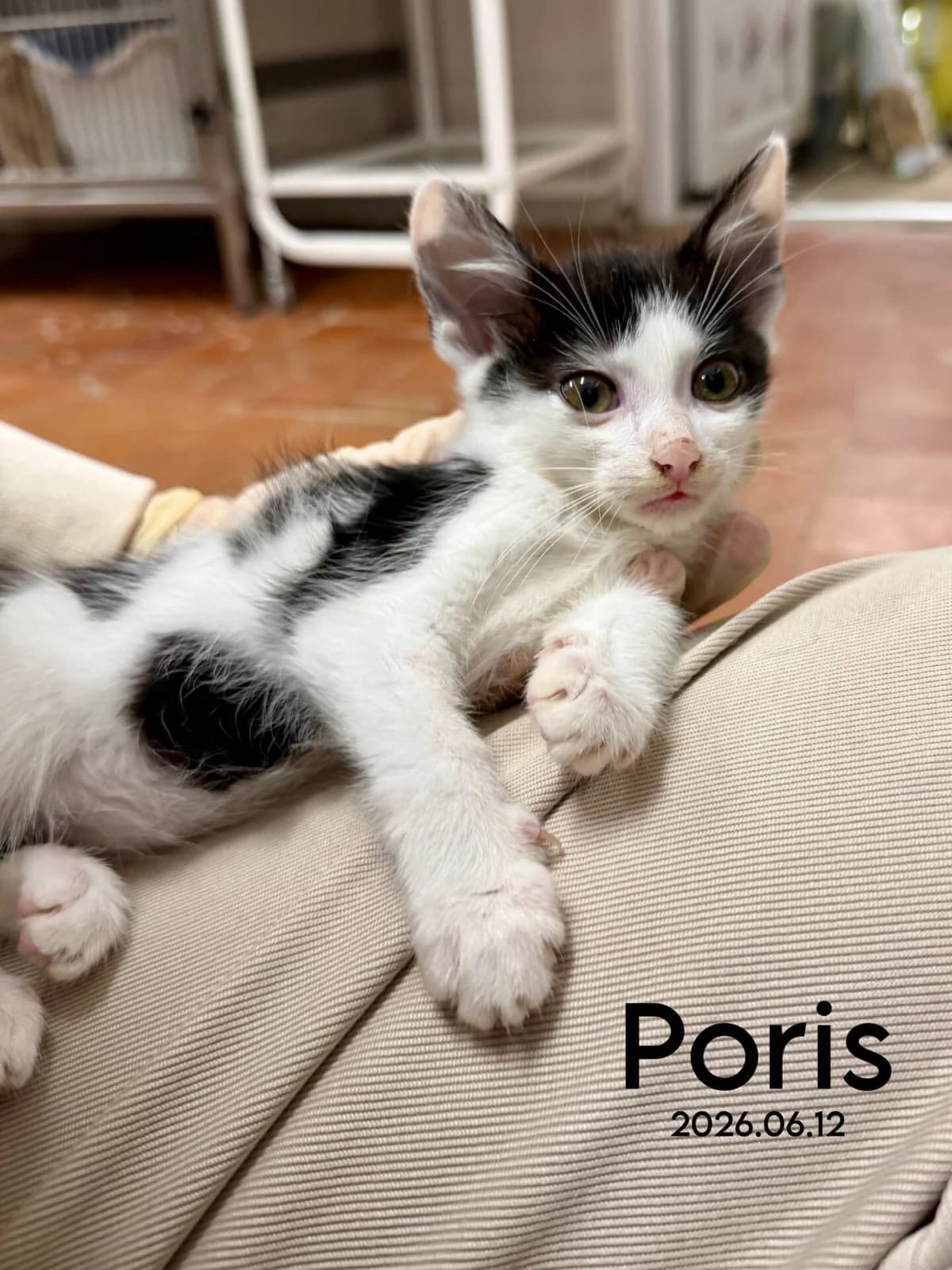 Poris, male Mixed Breed for adoption at Kačių prieglauda Rožinė Pėdutė, Kaunas