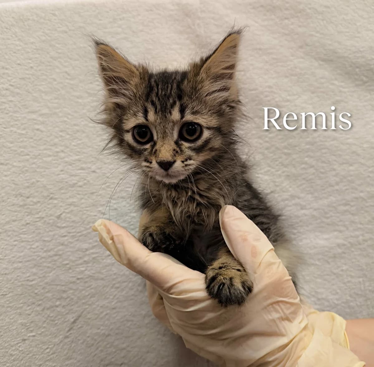 Remis, male Mixed Breed for adoption at Kačių prieglauda Rožinė Pėdutė, Kaunas