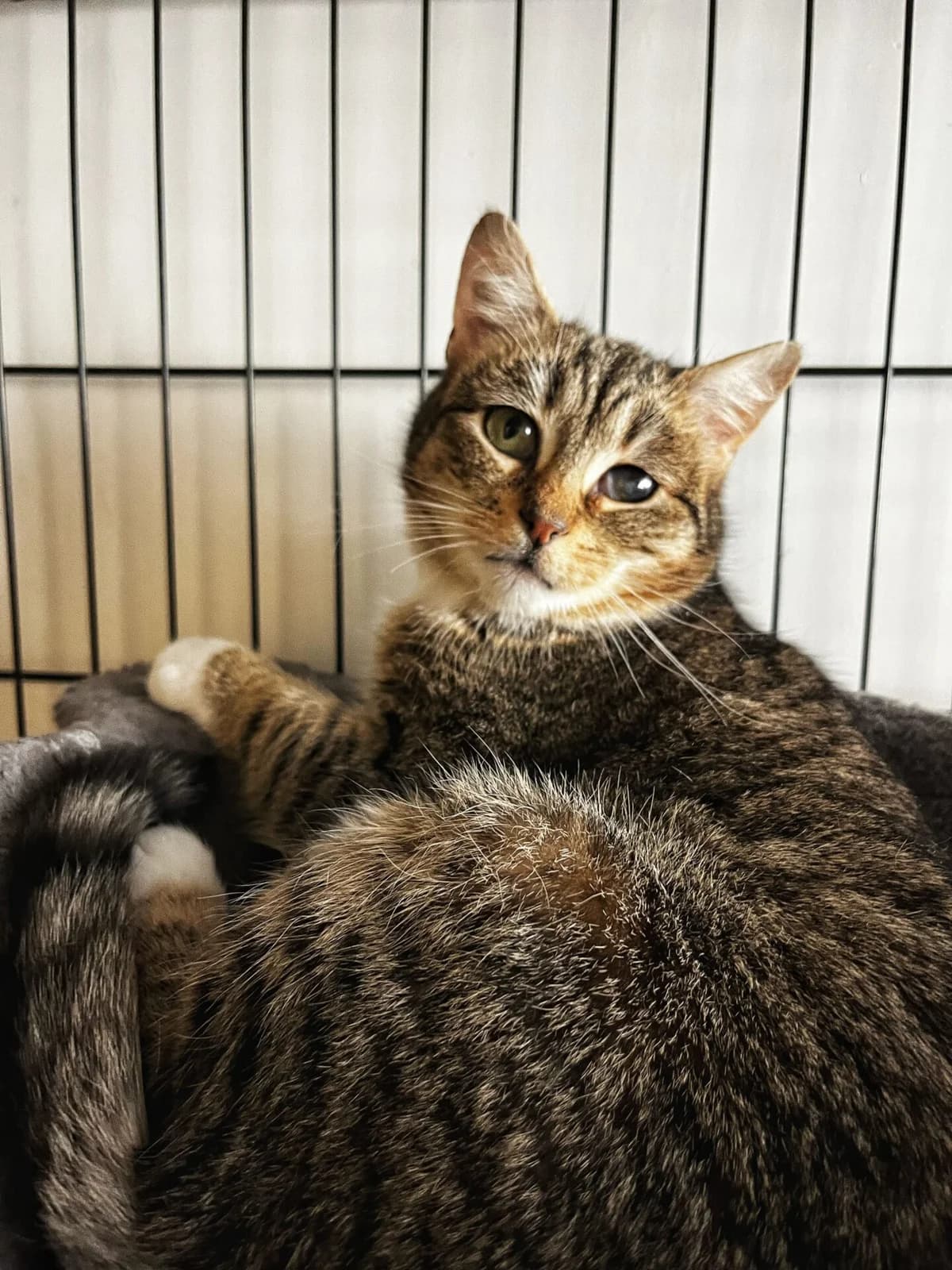 Smidra, female Mixed Breed for adoption at Kačių prieglauda Rožinė Pėdutė, Kaunas