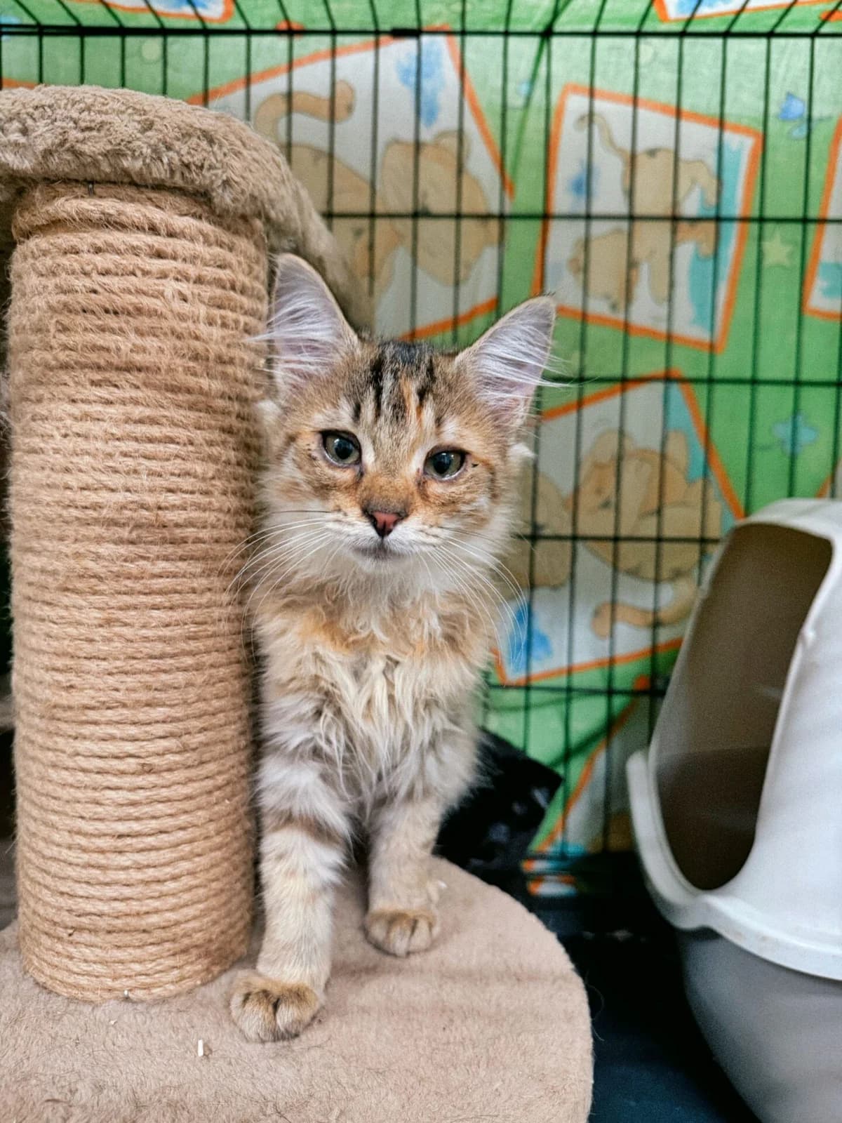 Svytė, female Mixed Breed for adoption at Kačių prieglauda Rožinė Pėdutė, Kaunas