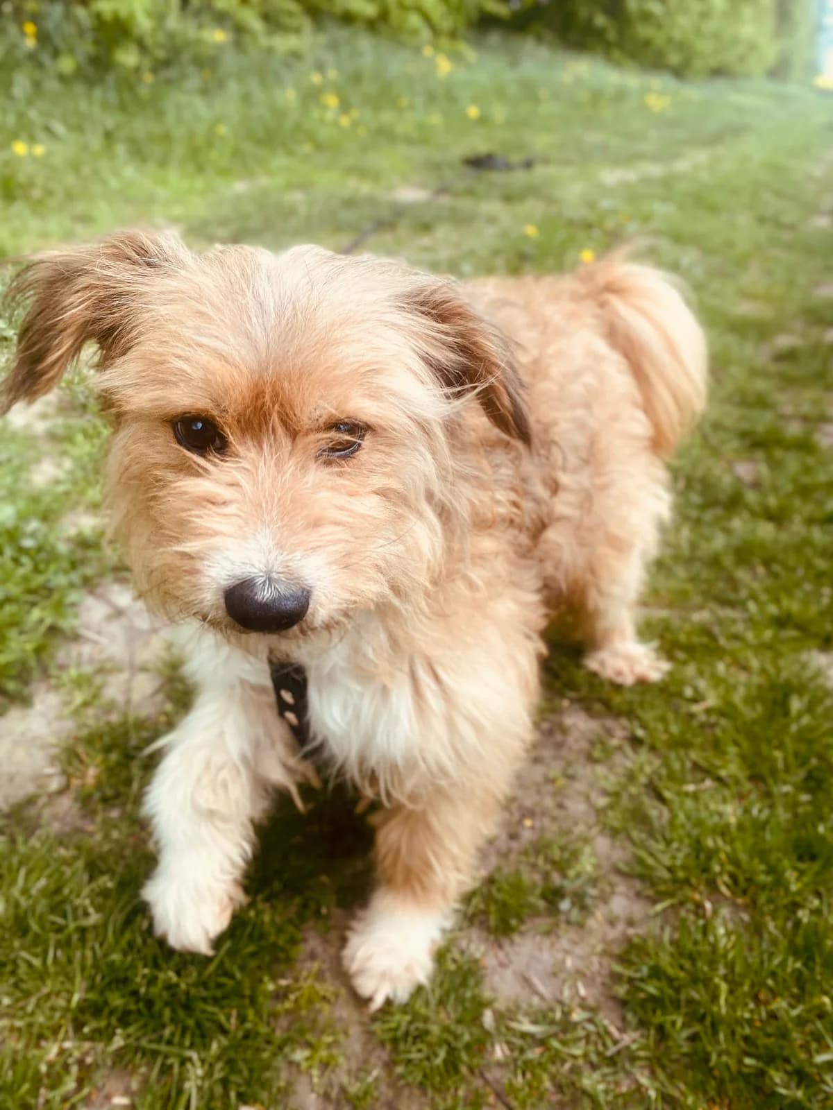 SAVIS, Mixed Breed (Šiaulių Letenėlė)