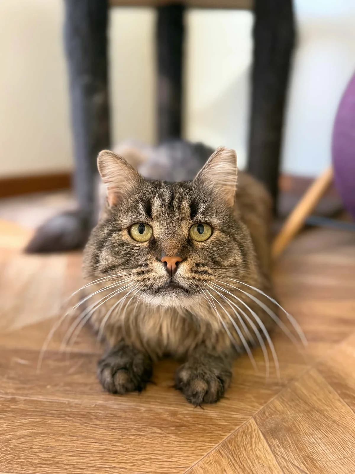 Fedia, male Mixed Breed for adoption at SOS Gyvūnai, Šalčininkų r. sav.