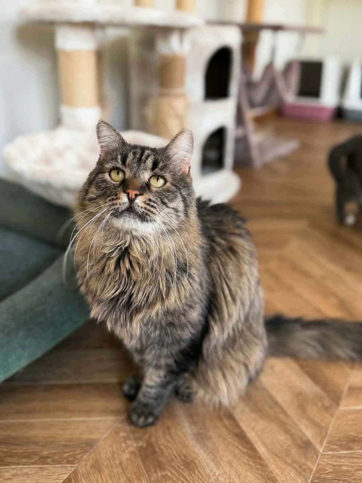 Fedia, male Mixed Breed for adoption at SOS Gyvūnai, Šalčininkų r. sav. — photo 2 of 7