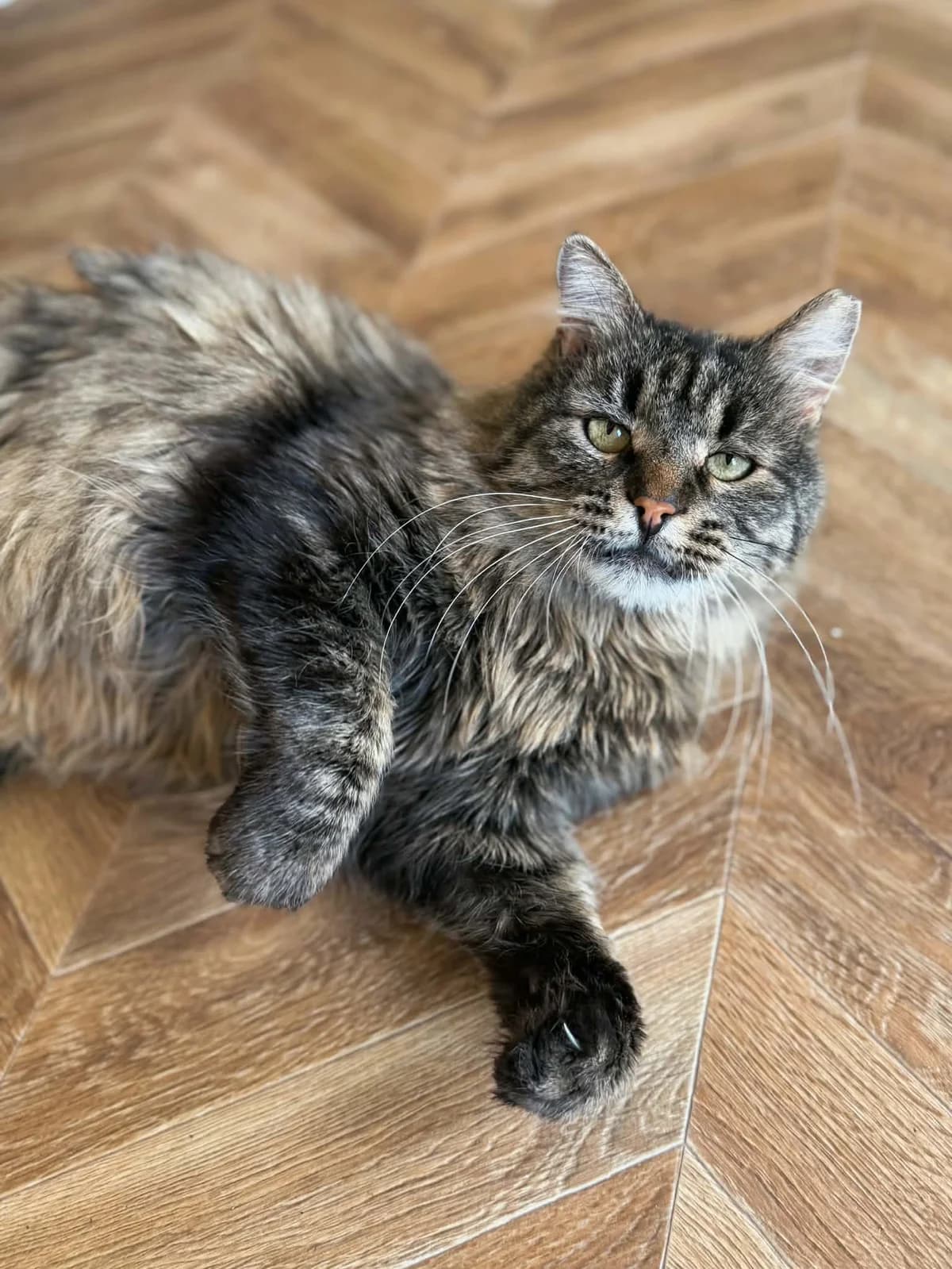 Fedia, male Mixed Breed for adoption at SOS Gyvūnai, Šalčininkų r. sav. — photo 3 of 7
