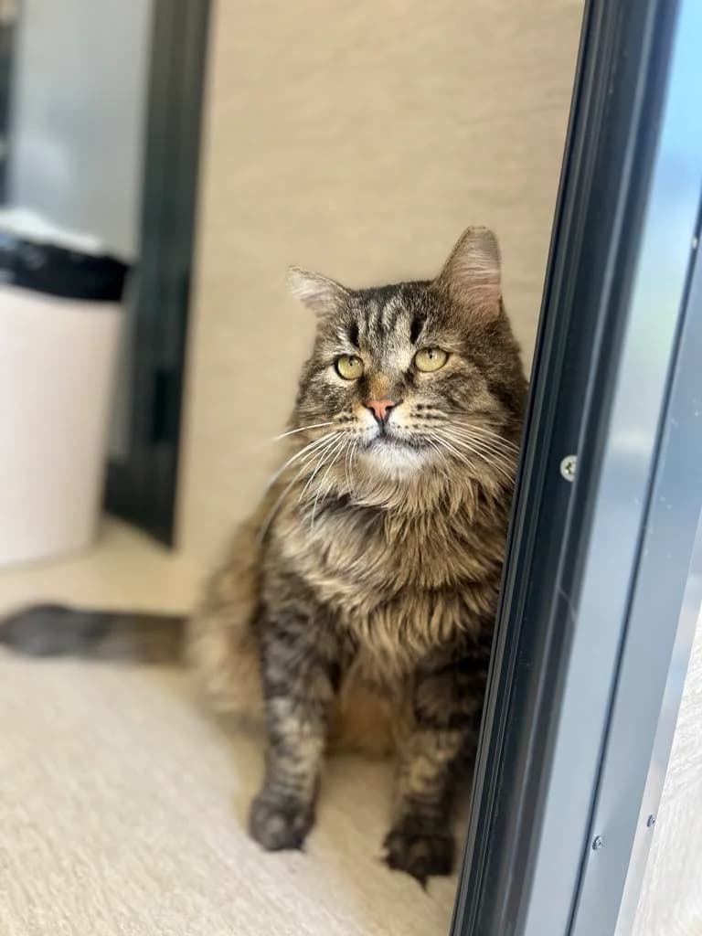 Fedia, male Mixed Breed for adoption at SOS Gyvūnai, Šalčininkų r. sav. — photo 4 of 7