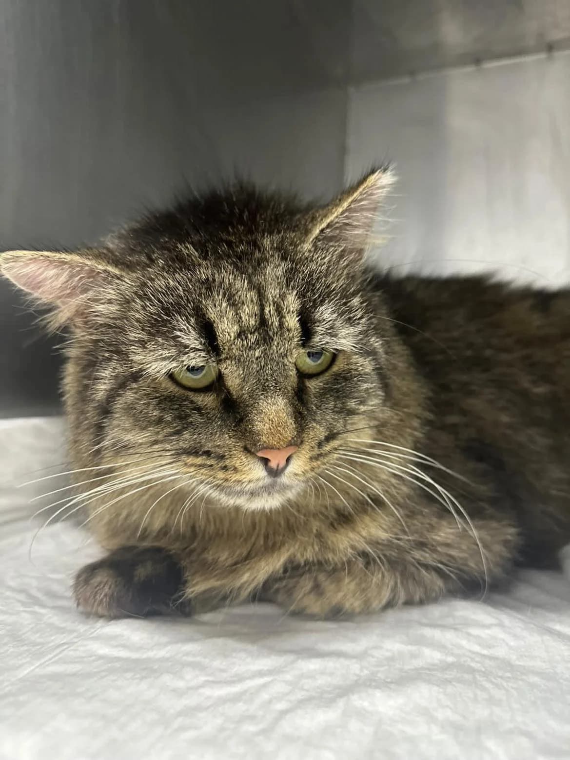 Fedia, male Mixed Breed for adoption at SOS Gyvūnai, Šalčininkų r. sav. — photo 5 of 7